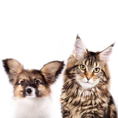 Fluffy Dog and Cat