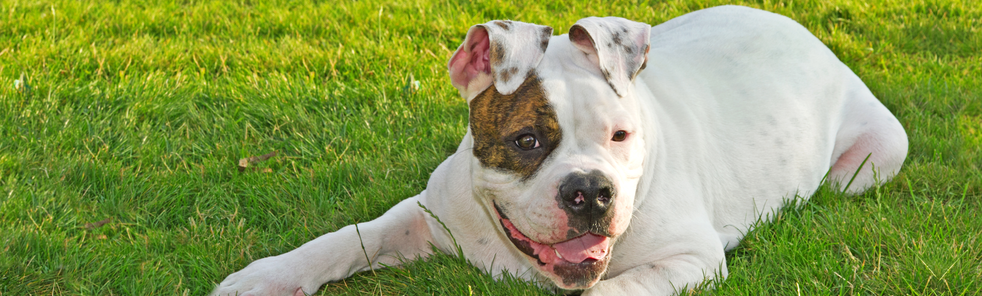 White and Brown Dog Laying in grass