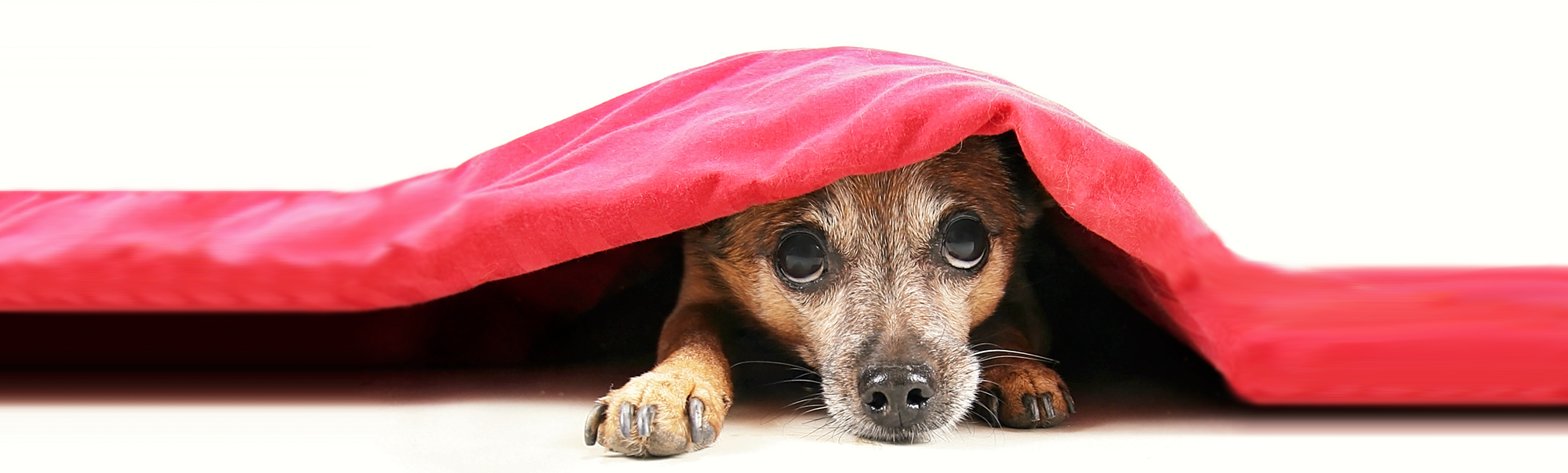 Brown Dog under Red Blanket