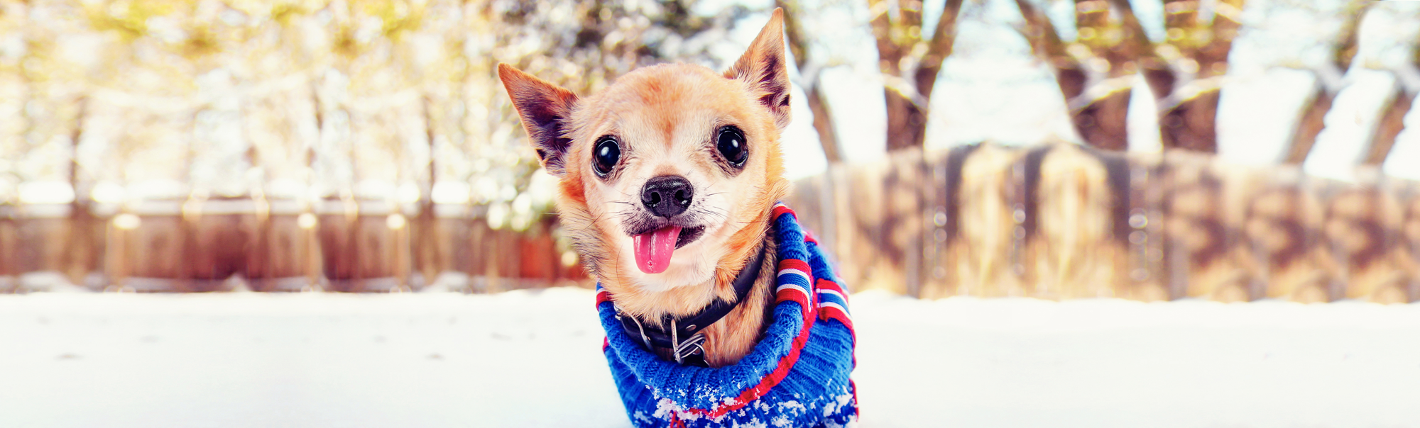 Small dog in sweater